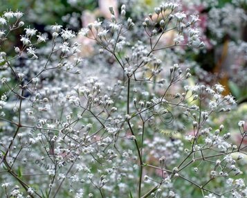 Gypsophila paniculata image