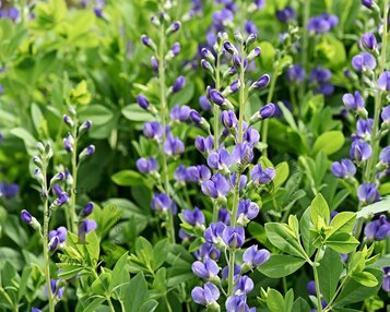 Baptisia australis image