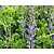 Baptisia australis