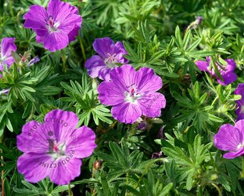 Geranium sanguineum 'Max Frei' image