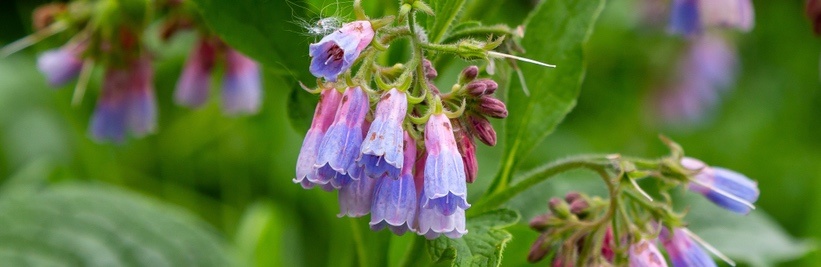 Smeerwortel image