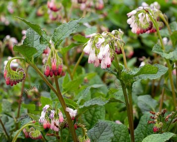 Symphytum  grandiflorum image