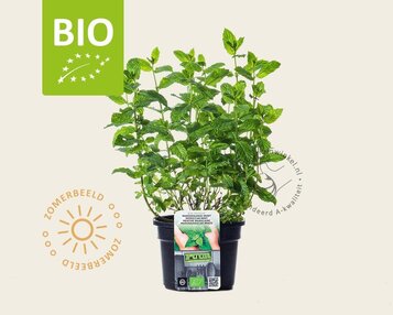 Mentha spicata 'Maroccan' Puur image