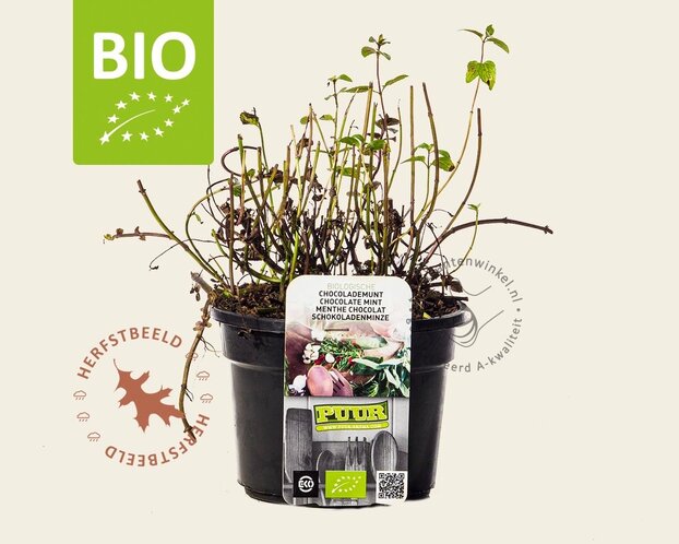 Mentha piperita 'Chocolate' Puur