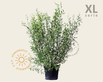 Salix babylonica 'Tortuosa' - XL image