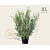Salix babylonica 'Tortuosa' - XL