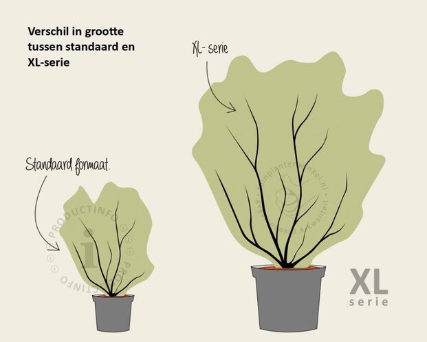 Salix babylonica 'Tortuosa' - XL