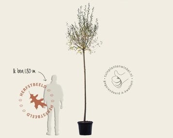 Salix alba 'Belders' image