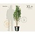 Amelanchier alnifolia 'Obelisk' - XL+