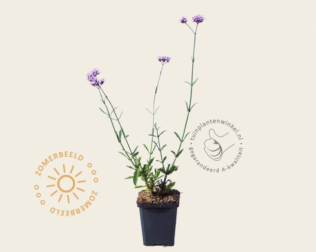 Verbena bonariensis 'Lollipop'