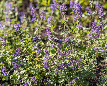 Nepeta racemosa 'Grog' image
