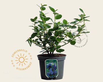 Ceanothus arboreus 'Trewithen Blue' image