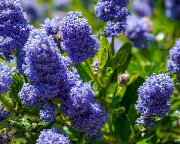 Ceanothus arboreus 'Trewithen Blue'