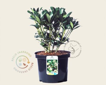 Skimmia japonica 'Kew White' image