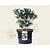 Skimmia japonica 'Kew White'