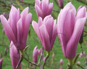 Magnolia 'Heaven Scent' - XL+