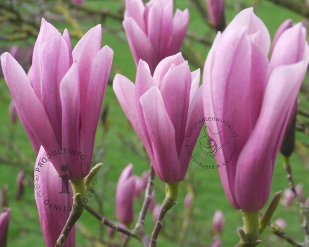 Magnolia 'Heaven Scent' - XL+