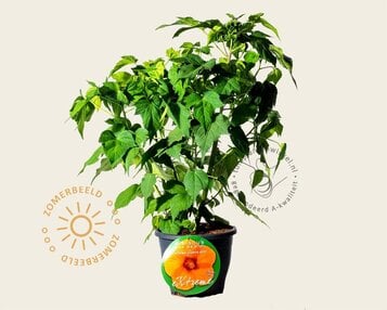 Hibiscus moscheutos 'Oak Red' - XXL image