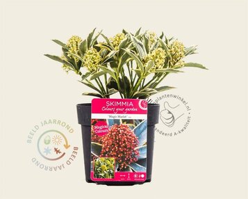 Skimmia japonica 'Mystic Marlot' image