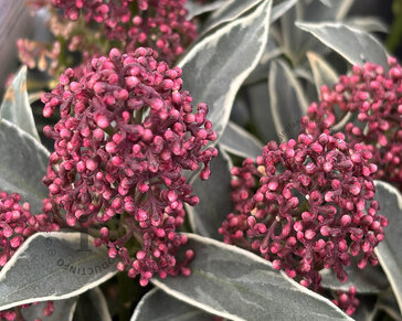 Skimmia japonica 'Mystic Marlot'