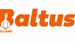 Baltus bloembollen image