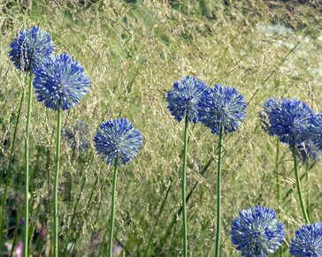 Allium caeruleum (azureum)