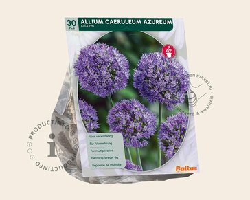 Allium caeruleum (azureum)
