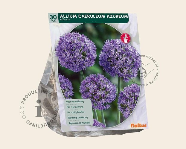Allium caeruleum (azureum)
