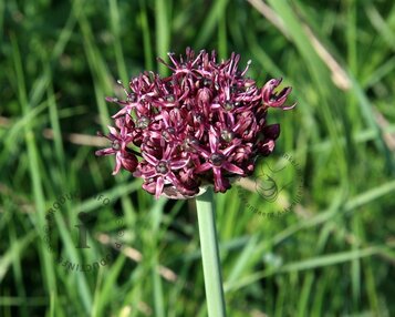 Allium atropurpureum image