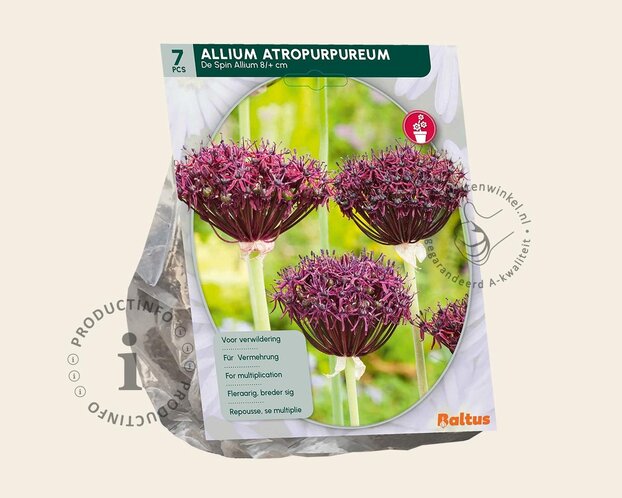 Allium atropurpureum
