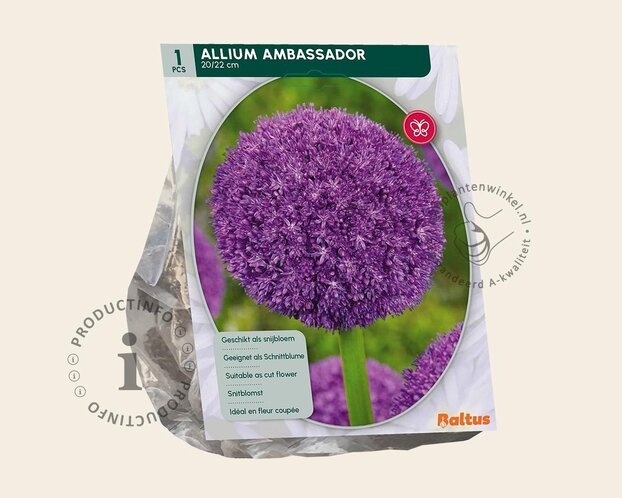 Allium 'Ambassador'