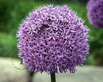 Allium 'Gladiator' image