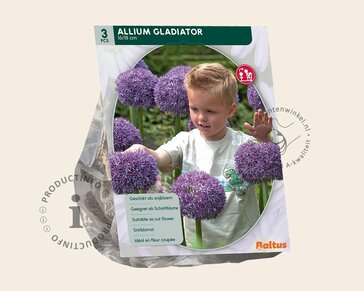 Allium 'Gladiator'