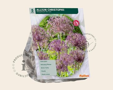 Allium christophii