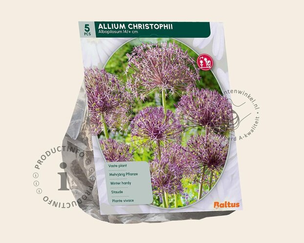 Allium christophii