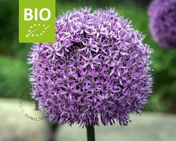 Allium 'Gladiator' - BIO