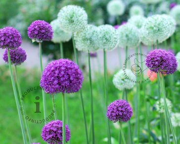 Allium Giant Mix