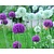 Allium Giant Mix