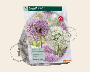 Allium Giant Mix