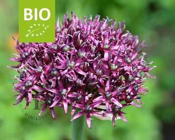 Allium 'Magic' - BIO image