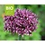 Allium 'Magic' - BIO