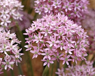 Allium 'Pink Jewel'