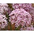 Allium 'Pink Jewel'