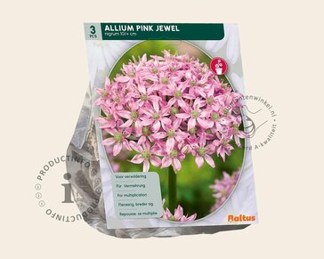 Allium 'Pink Jewel'