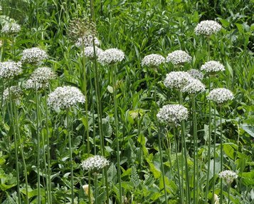 Allium nigrum image