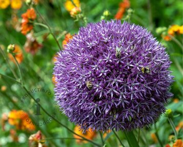 Allium 'Pinball Wizard' image