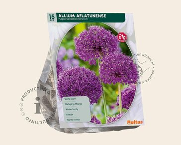 Allium 'Purple Sensation'