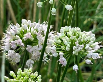 Allium 'Graceful Beauty' image