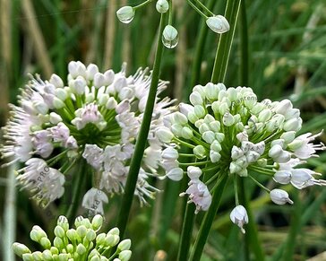 Allium 'Graceful Beauty'