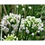 Allium 'Graceful Beauty'